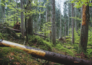 Práce s lesem v národních parcích po orkánu Kyrill