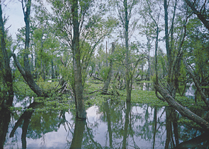 The IUCN (International Union for Conservation of Nature) Protected Area Categories: Possibility of