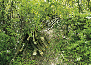 Tree Sucker Forests in the Southern Carpathian Landscape