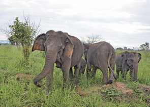 Májsky J.: What is Wrong with National Parks in Southern Sri Lanka?