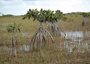 Plesník J. & Pelc F.: The Everglades National Park – Water Availability Has Been Crucial for its Fat