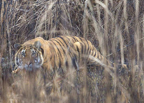 Kaziranga National Park – a Little Miracle in Overcrowded India