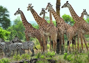 Necessity to Introduce a New System for Financing Nature Conservation in sub-Saharan Africa