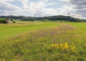 Temporarily Unmown Grass Strips – A Hope for Productive Meadow Insects?