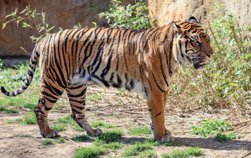 Based on morphological traits and more recently genetic analysis there are eight subspecies in the Tiger (Panthera tigris): three of them have to be considered extinct. On the contrary the opinion that according to the Phylogenetic Species Concept (PSC) there are two and even three species has not been broadly accepted. © Jan Plesník