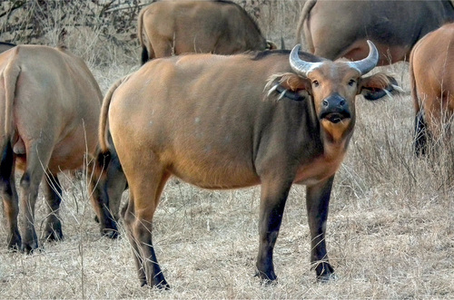 Applying the Phylogenetic Species Concept increased the number of bovids from commonly referred 143 to 279 species. Instead of the original single species of the African buffalo some zoologists distinguish four. The West AFrican buffalo (Syncerus brachyceros), also known as the North-western or Lake Chad buffalo, inhabits African savannas from Senegal where the photo was taken to Ethiopia and Sudan. © Jan Plesník