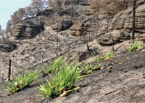 An Off-the-scale and Turning Fire in the České Švýcarsko/Bohemian Switzerland National Park