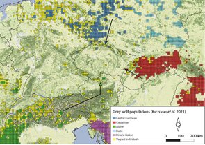 On the Origin of Czech Wolves Using the Slavkovský les/Slavkov Forest Mts. As an Example