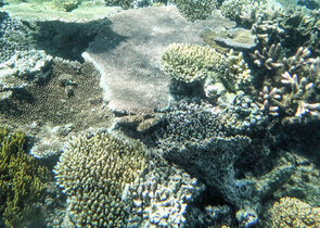 Korálové útesy v různých částech světa zažívají další vlnu blednutí