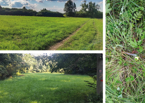 Proč se modrásek bahenní vyhýbá rozsáhlým loukám?