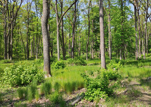 Pohled veřejnosti na tradiční lesní managementy