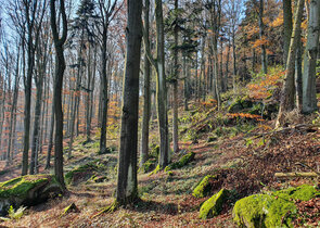 Dobrovolné nástroje v péči o přírodu